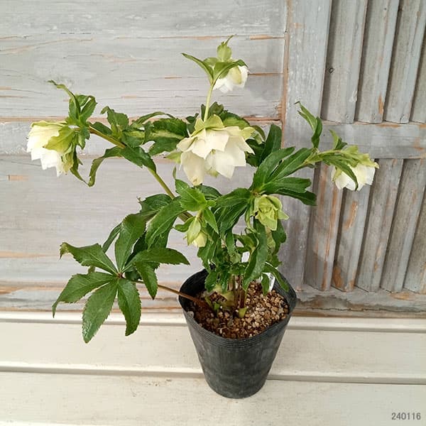 園芸ネット本店｜若泉ファームさんのクリスマスローズ：シャルウィ