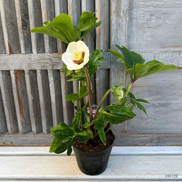 園芸ネット本店｜杉光園芸さんのクリスマスローズ：シングル24-04