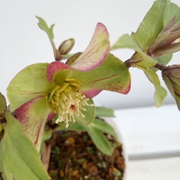 園芸ネット本店｜松村ナーセリーさんのクリスマスローズ：24-17