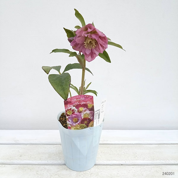 園芸ネット本店｜松村ナーセリーさんのクリスマスローズ：24-15ダブル