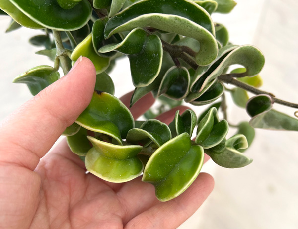 園芸ネット本店｜ホヤ：カルノーサコンパクタ アルボバリエガータ 3.5