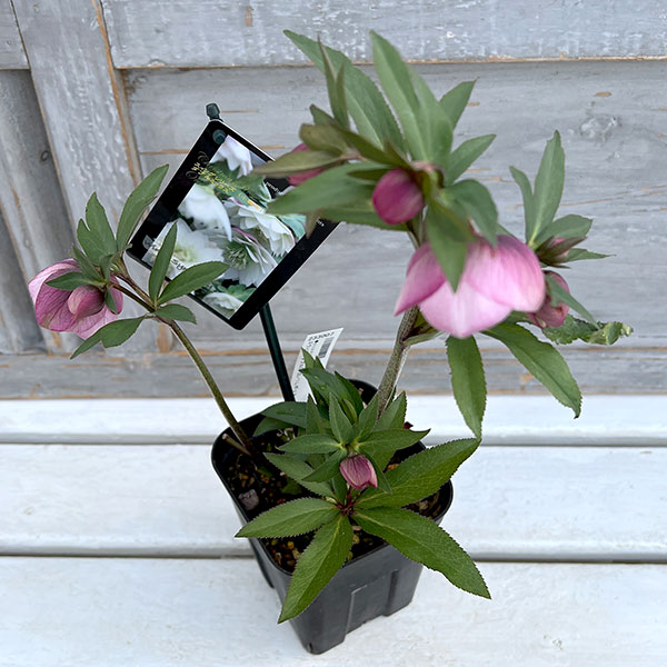 園芸ネット本店｜クリスマスローズ：スウィングセミダブル24-25／1L