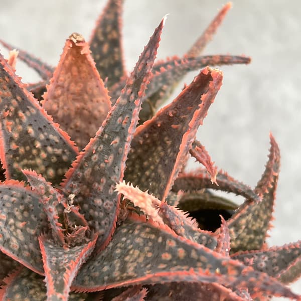 園芸ネット本店｜アロエ：DWアロエ ハイブリッド実生選抜株 繁殖苗NO.9