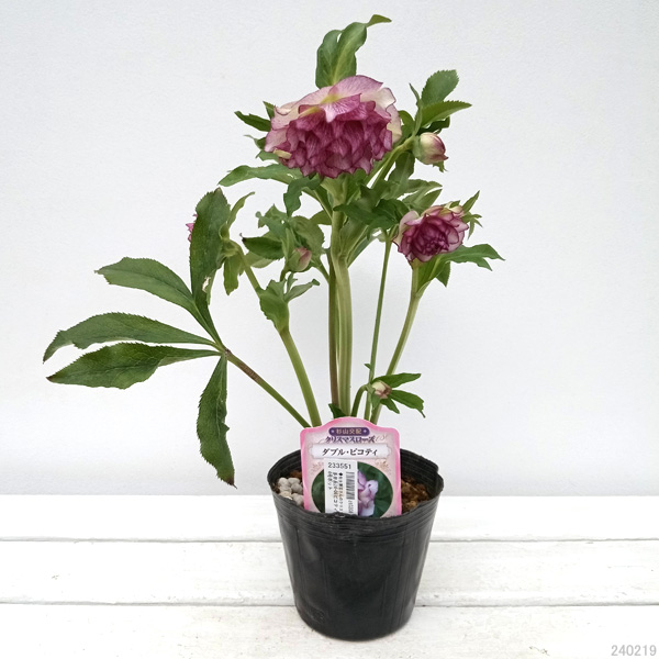 園芸ネット本店｜杉光園芸さんのクリスマスローズ：多弁系24-06