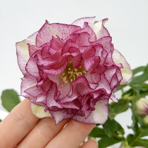 園芸ネット本店｜杉光園芸さんのクリスマスローズ：多弁系24-06