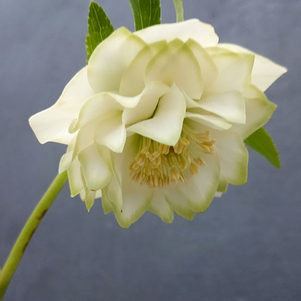 園芸ネット本店｜曽田園芸さんのクリスマスローズ：24-02利休／4号