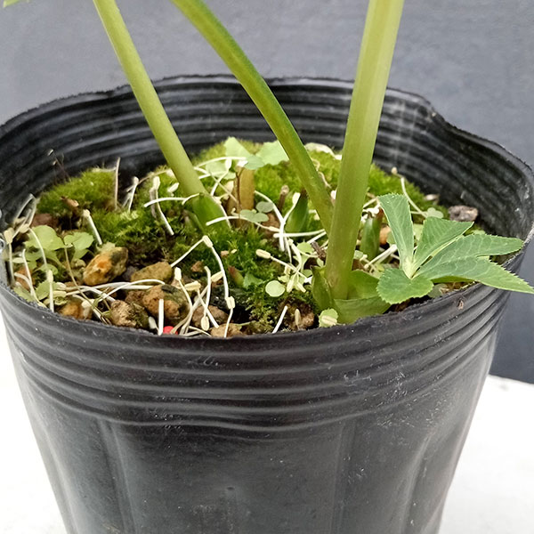 園芸ネット本店｜曽田園芸さんのクリスマスローズ：24-02利休／4号