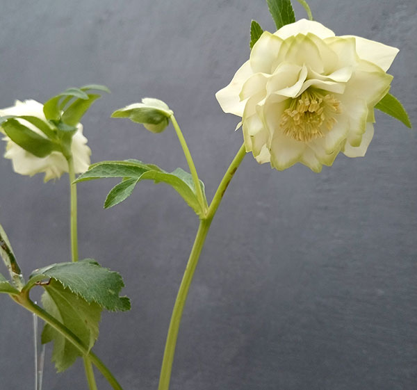 園芸ネット本店｜曽田園芸さんのクリスマスローズ：24-02利休／4号