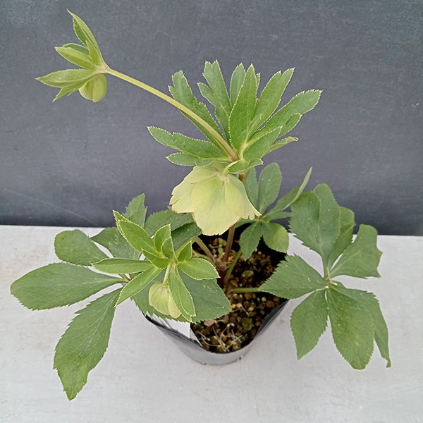 園芸ネット本店｜曽田園芸さんのクリスマスローズ：24-06フレグランス