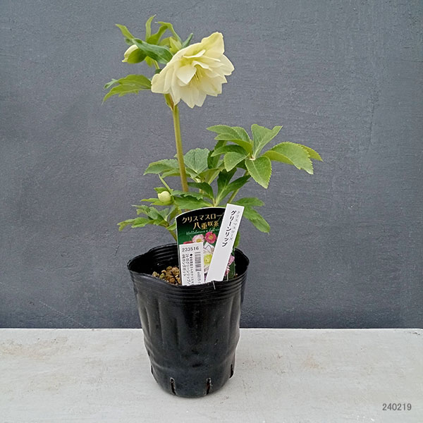 園芸ネット本店｜曽田園芸さんのクリスマスローズ：24-05グリーン