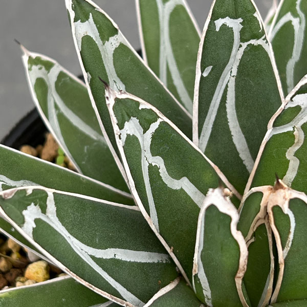 園芸ネット本店｜アガベ：姫笹の雪 5号鉢植え の通販【公式】