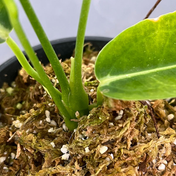 園芸ネット本店｜[ザ・ファームセレクト]アンスリウム：ワロクアナム