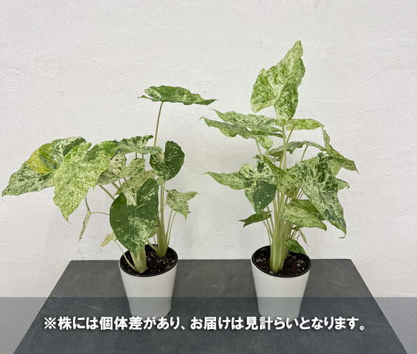 園芸ネット本店｜アロカシア：マクロリゾス バリエガータ