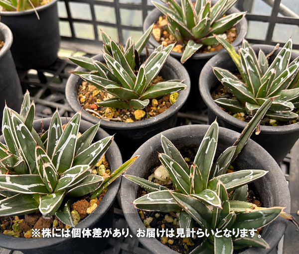 園芸ネット本店｜アガベ：笹の雪 3号鉢植え の通販【公式】