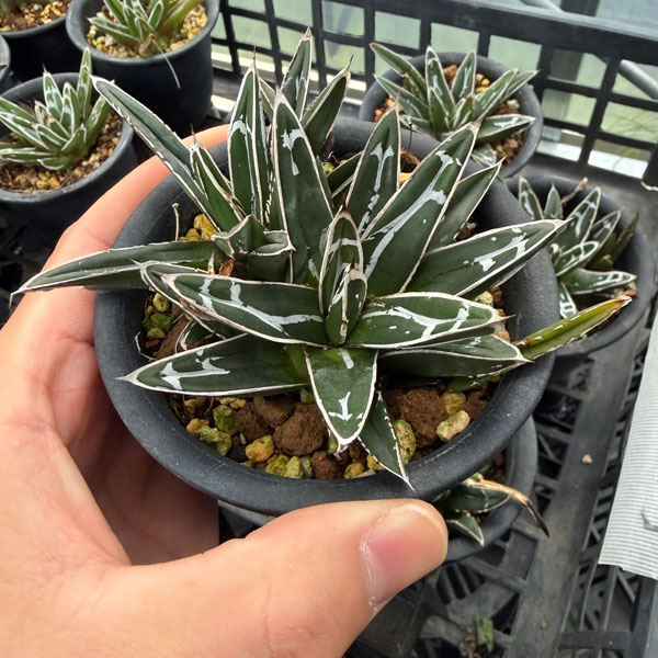 園芸ネット本店｜アガベ：笹の雪 3号鉢植え の通販【公式】