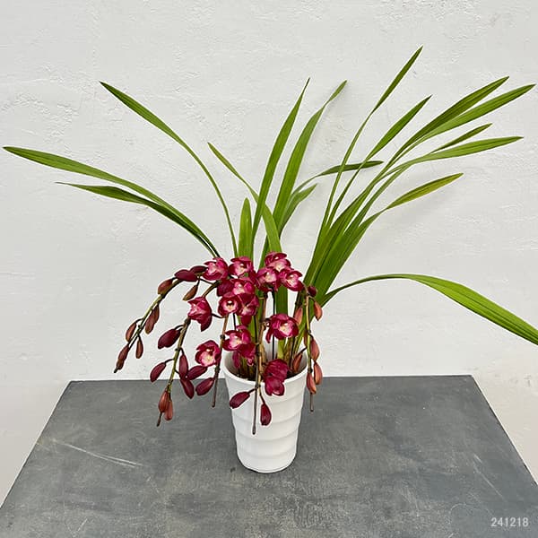 園芸ネット本店｜シンビジウム：ワインシャワー3本立アーチ仕立て4号