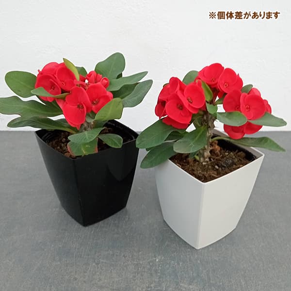 園芸ネット本店｜ハナキリン：八福神 赤系 4号ポット の通販【公式】