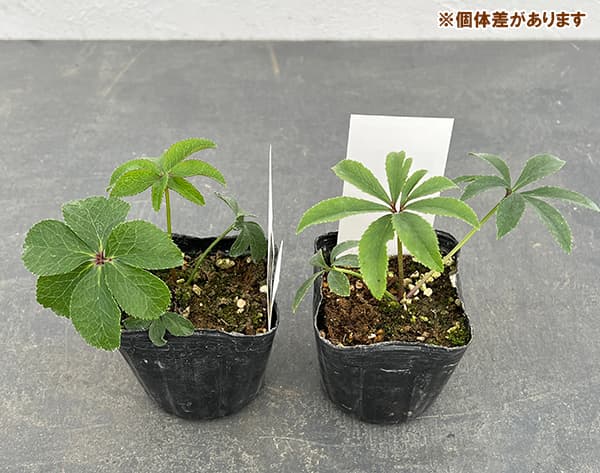 園芸ネット本店｜【お1人様1ポット】大和園さんのクリスマスローズ：24