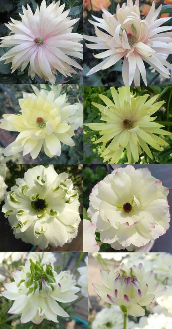 園芸ネット本店｜ラナンキュラス：ラックス 品種おまかせ3.5-4号ポット