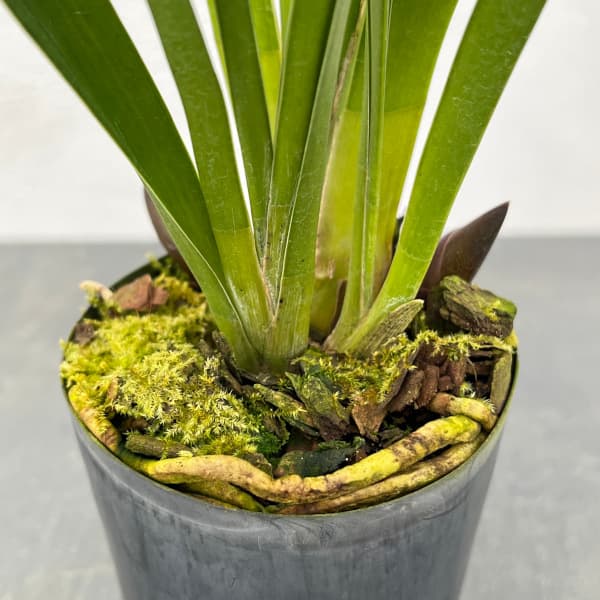 園芸ネット本店｜シンビジウム：フォアゴットンフルーツ（花芽付）3号