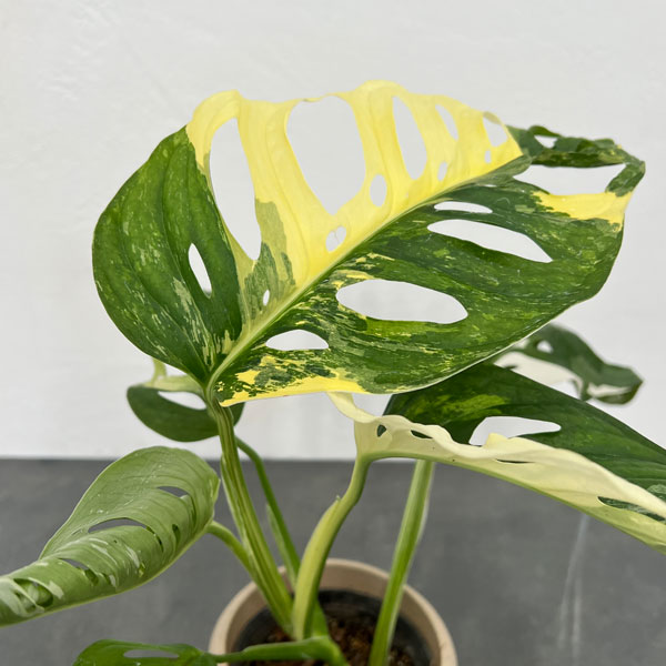 園芸ネット本店｜マドカズラ：斑入り 4号25-05 の通販【公式】