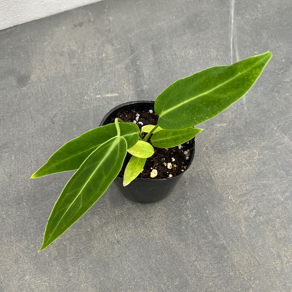 園芸ネット本店｜アンスリウム：ワロクアナム 2.5号ポット の通販【公式】