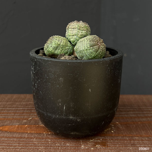 園芸ネット本店｜ユーフォルビア：オベサ（多頭） 2.5号鉢植え の通販