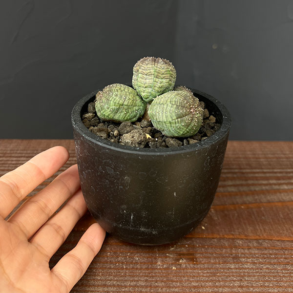 園芸ネット本店｜ユーフォルビア：オベサ（多頭） 2.5号鉢植え の通販