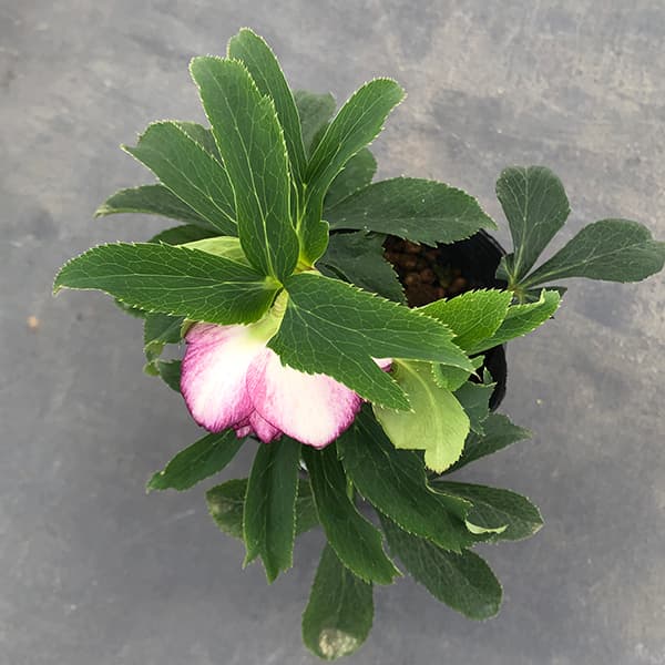 園芸ネット本店｜曽田園芸さんのクリスマスローズ：25-18多弁系ダブル