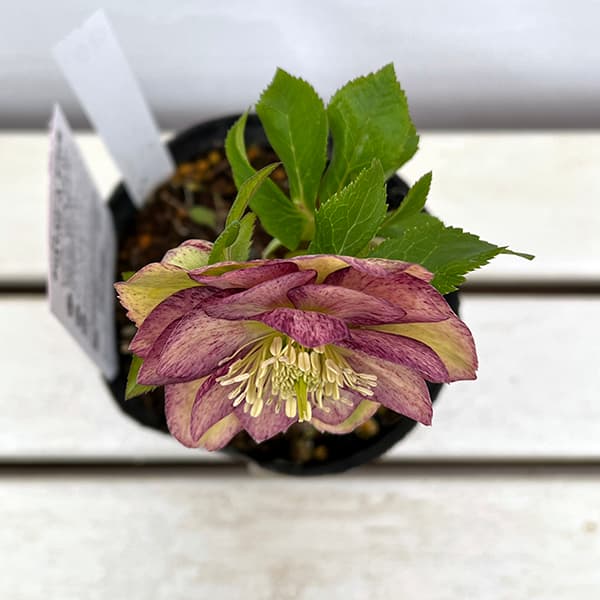 園芸ネット本店｜松村ナーセリーさんのクリスマスローズ：25-90ダブル