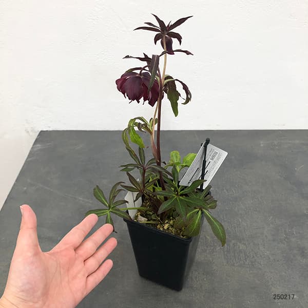 園芸ネット本店｜クリスマスローズ：セレクトダブル25-62HEXE(ヘックス