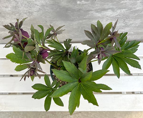 園芸ネット本店｜若泉ファームさんのクリスマスローズ：25-73雅