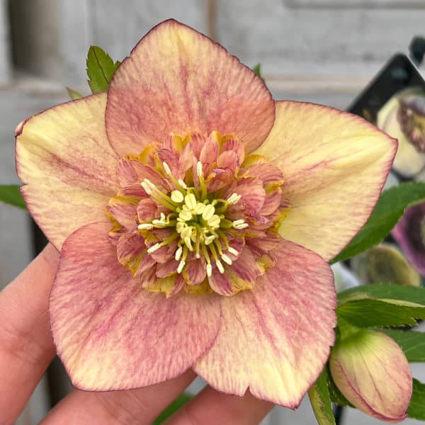 園芸ネット本店｜クリスマスローズ：セレクトセミダブル25-17／1.5L