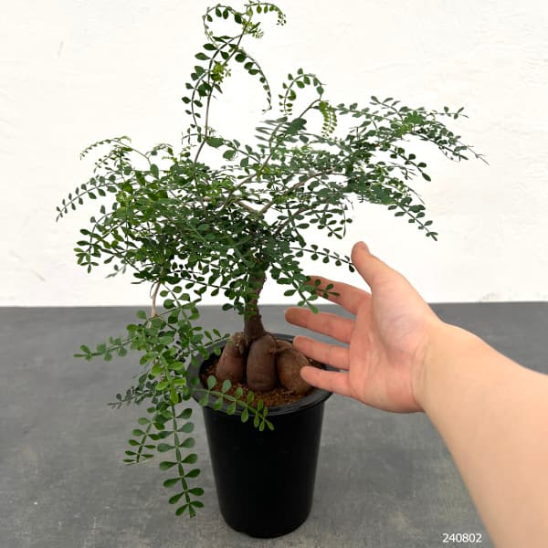 園芸ネット本店｜[ザ・ファームセレクト]オペルクリカリア：パキプス 4