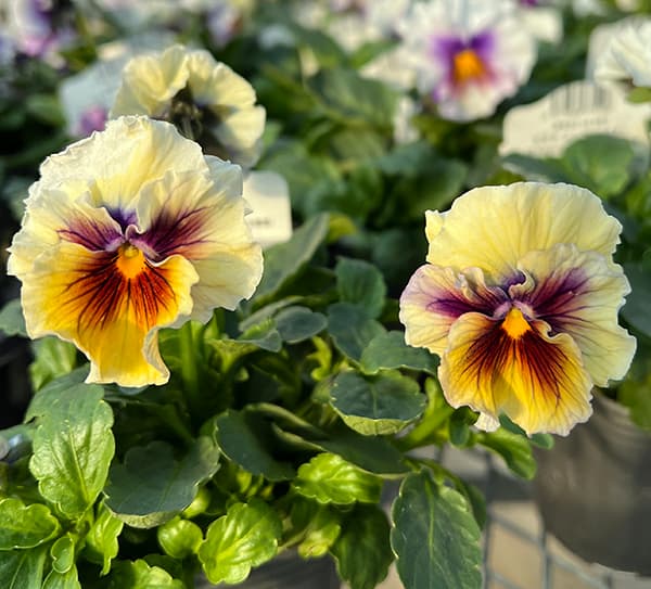 園芸ネット本店｜見元園芸さんのビオラ：エンジェルラダー3号ポット 3