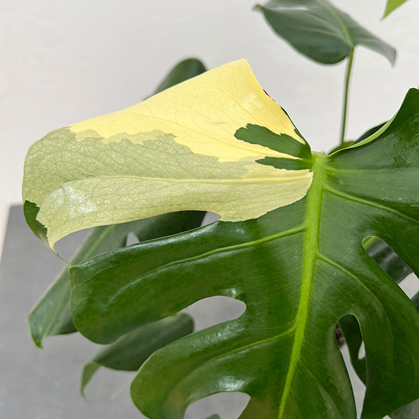 園芸ネット本店｜モンステラ：デリシオーサ 斑入り（実生株） 5号24-03