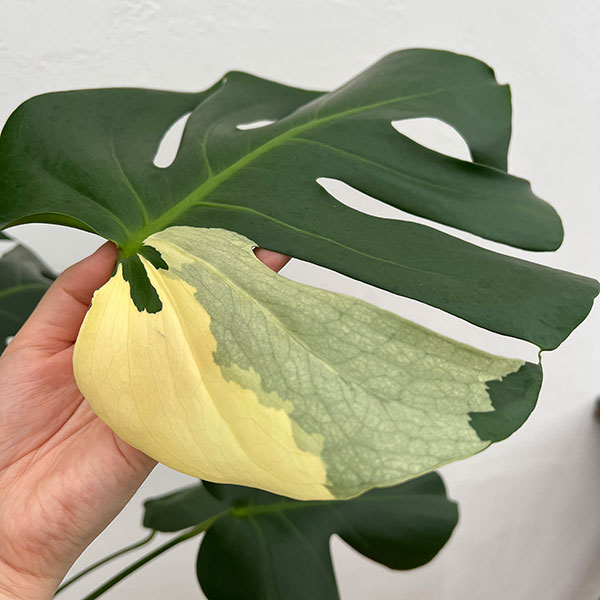 園芸ネット本店｜モンステラ：デリシオーサ 斑入り（実生株） 5号24-03