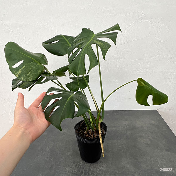 園芸ネット本店｜モンステラ：デリシオーサ 斑入り（実生株） 5号24-04