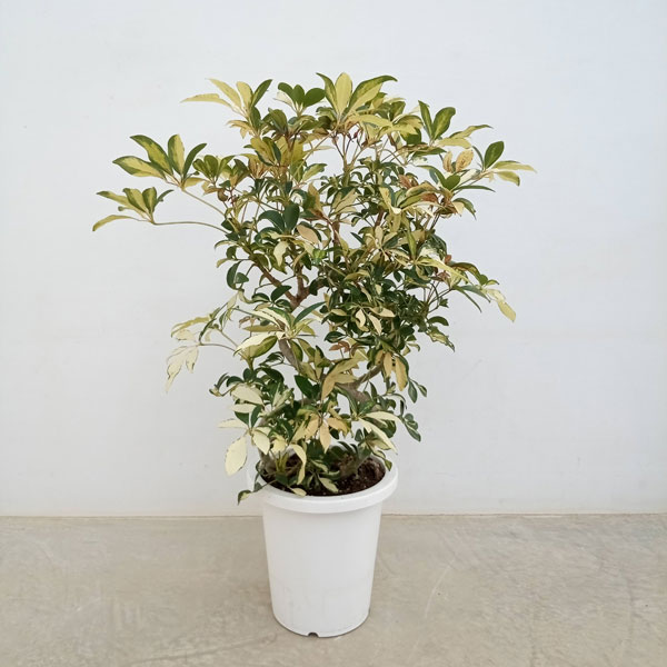 園芸ネット本店｜シェフレラ：グランディ バリエガータ（曲げ仕立て