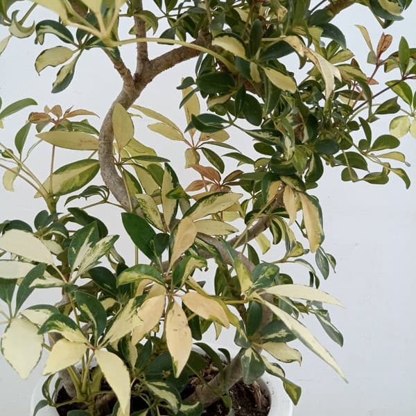 園芸ネット本店｜シェフレラ：グランディ バリエガータ（曲げ仕立て