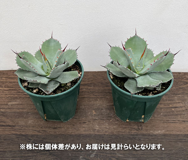 園芸ネット本店｜アガベ：パリー トルンカータ 5号鉢植え の通販【公式】