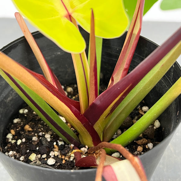 園芸ネット本店｜フィロデンドロン：イエローフレーム 4号25-01 の通販