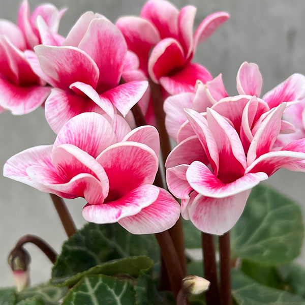 園芸ネット本店｜八重シクラメン：チモ ピコティピンク3号ポット の