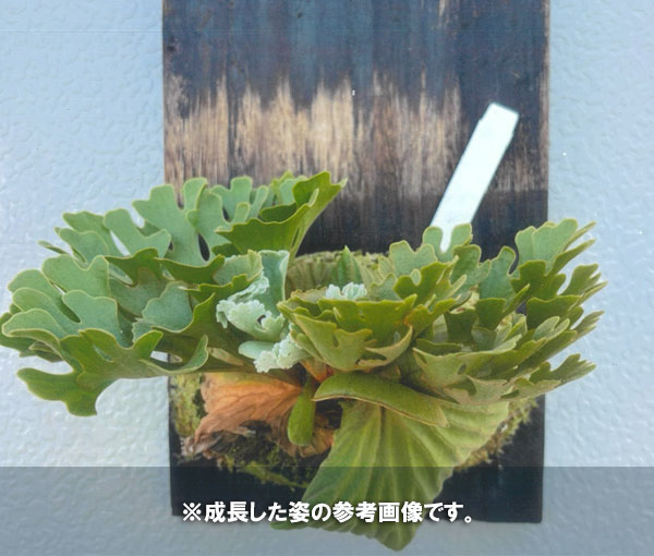 園芸ネット本店｜ビカクシダ（コウモリラン）：リドレイドワーフ