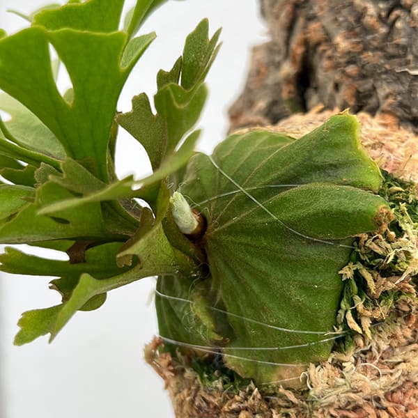 園芸ネット本店｜[ザ・ファームセレクト]ビカクシダ（コウモリラン