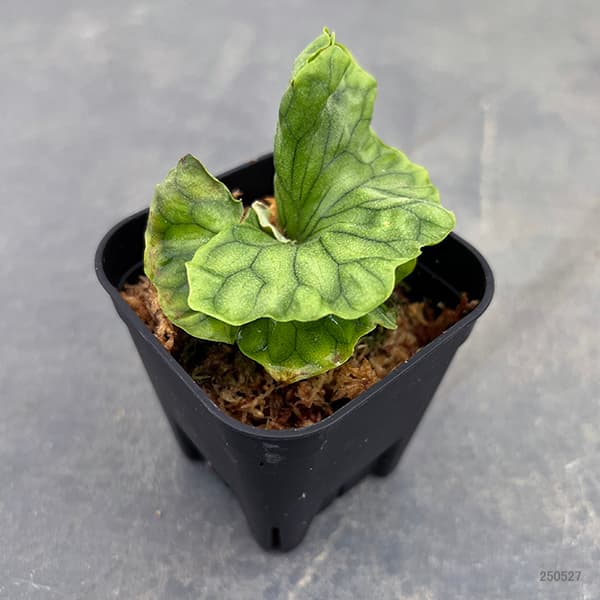 園芸ネット本店｜[ザ・ファームセレクト]ビカクシダ（コウモリラン