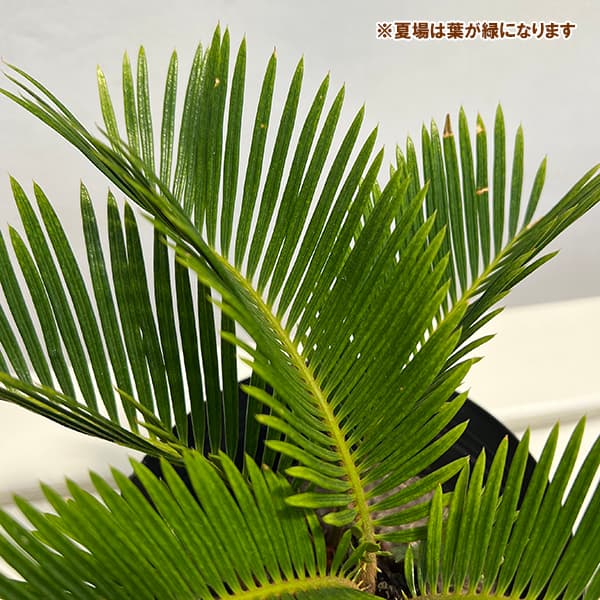 園芸ネット本店｜[ザ・ファームセレクト]ソテツ：黄金ソテツ 5号25-01