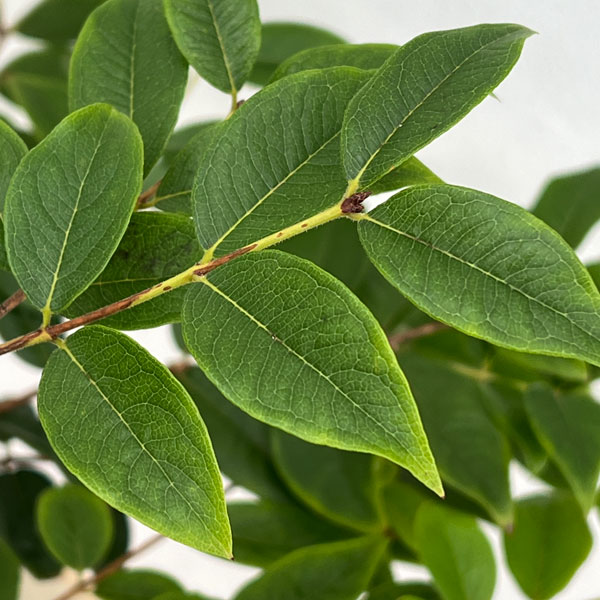 園芸ネット本店｜ジャボチカバ 8号鉢植え の通販【公式】