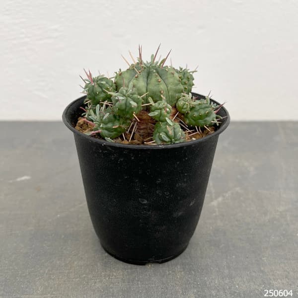 園芸ネット本店｜ユーフォルビア：紅青玉 3号鉢植え の通販【公式】