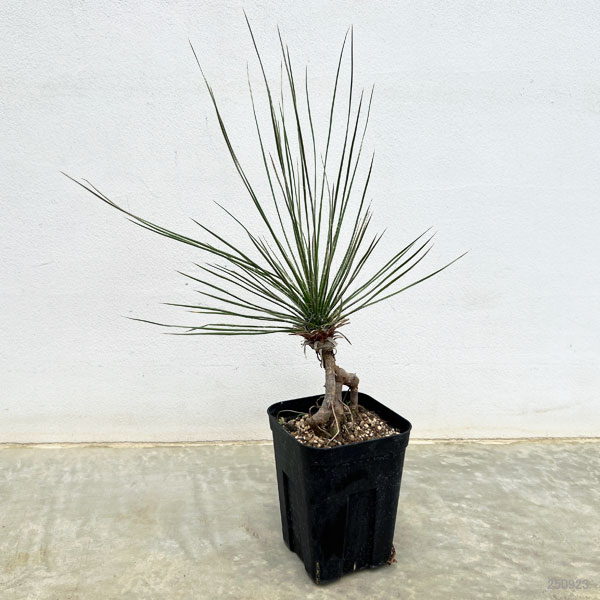 園芸ネット本店｜ユッカ：エラータ（根上がり仕立て） 4号鉢植え の